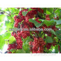 Extrait d&#39;antiviral Schisandra Extrait Schisandra Chinensis Extrait